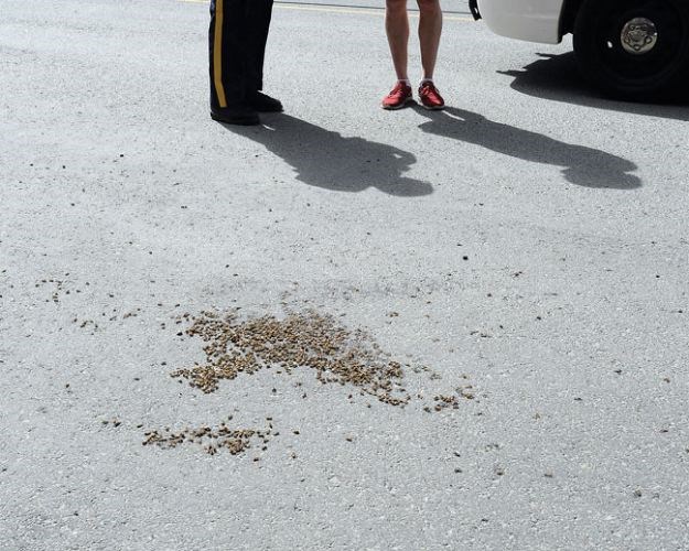 Bee-update.web.jpg