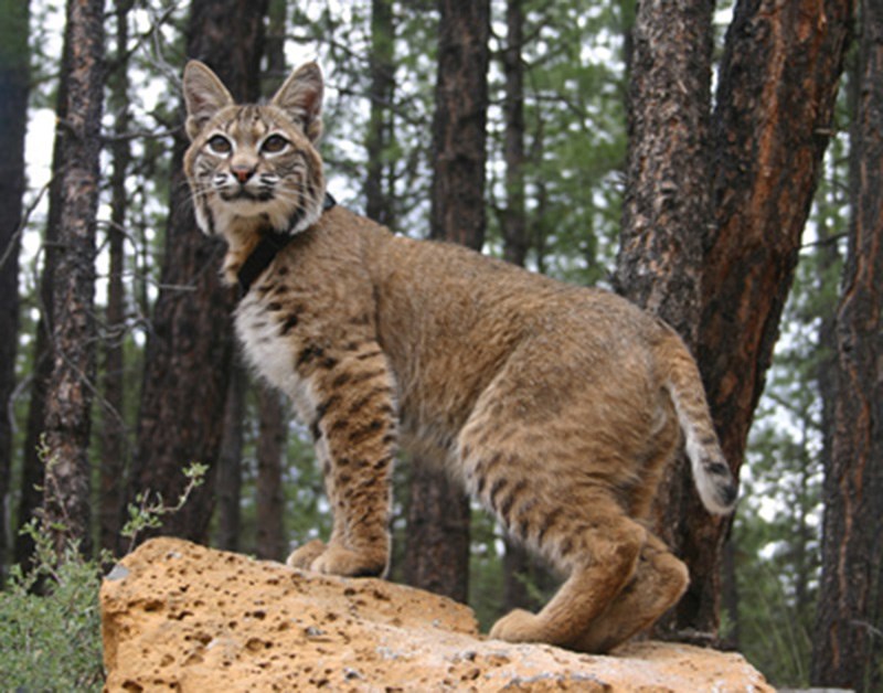 bobcat encounter