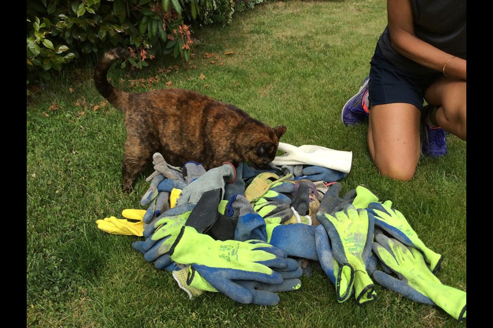 Sienna and her stash: This Burnaby calico has stolen more than 50 gloves in recent months.