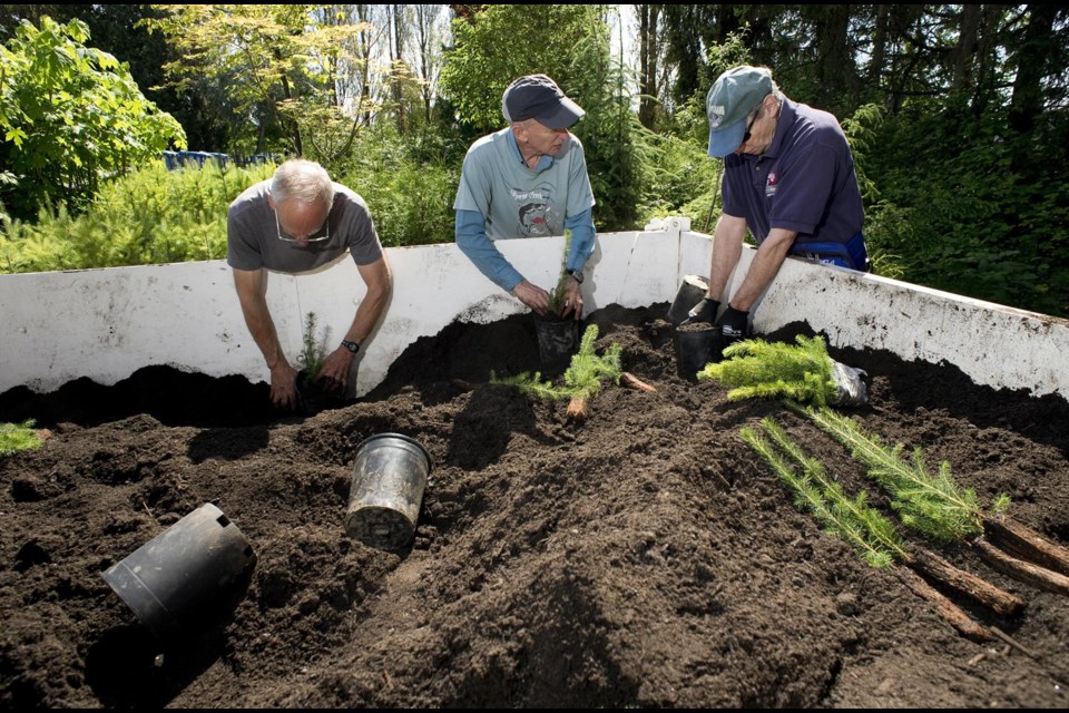 Volunteers spent Saturday, June 7, repotting more than 1,300 seedlings that will grow in the city’s nursery for two years, until they are mature enough to be planted outside.