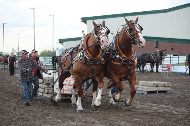 SPORTS-heavy-horses.12.jpg