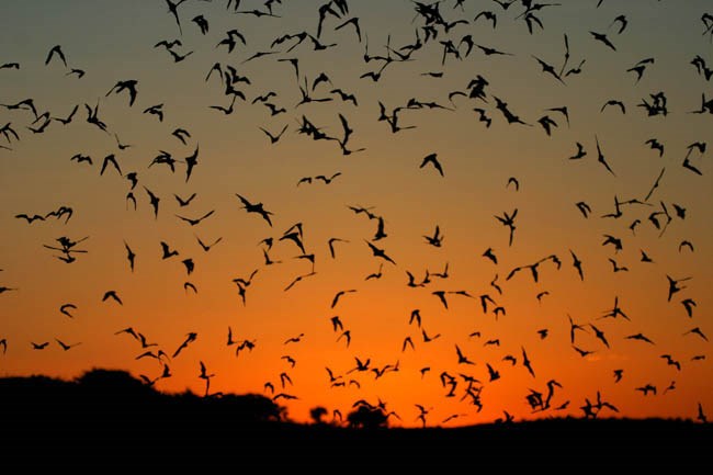 bats