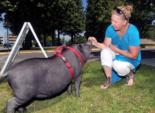 The South Delta Artists Guild held a Family Day event last Saturday at the Tsawwassen Longhouse featuring animals and birds, a free art competition and music. Jackie Moubert brought along her pot-bellied pig “Bacon.”