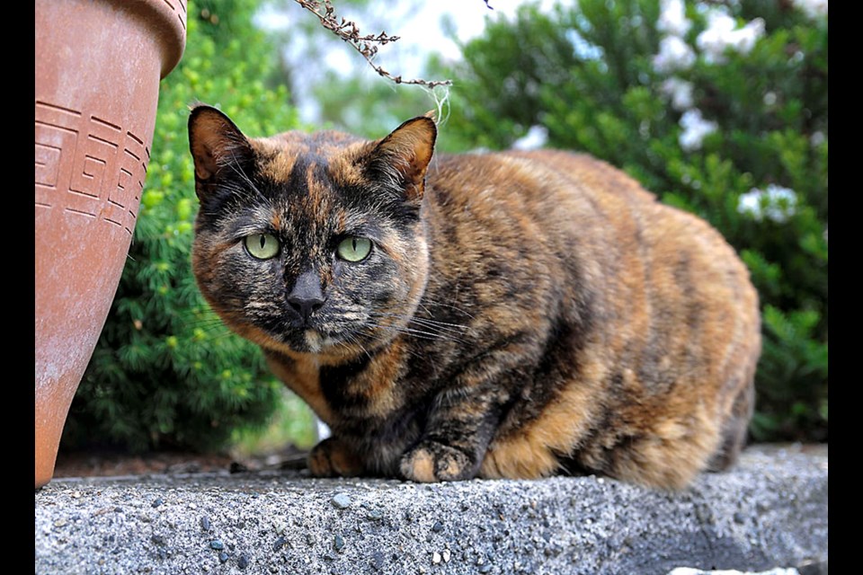 Sienna the cat is responsible for stealing more than 50 gloves from her neighbours. The Burnaby cat has taken a liking to catching and bringing home gloves, as opposed to more conventional prey.