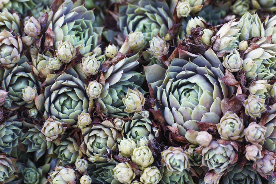 hens and chicks