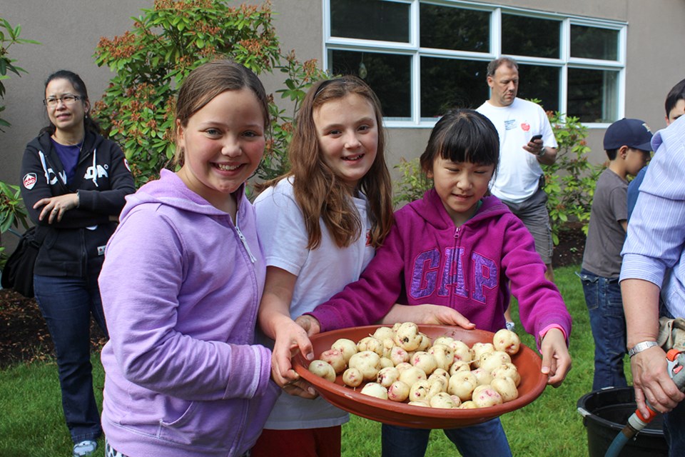 Students at Sacred Heart Elementary harvest potatoes they planted earlier in the school year