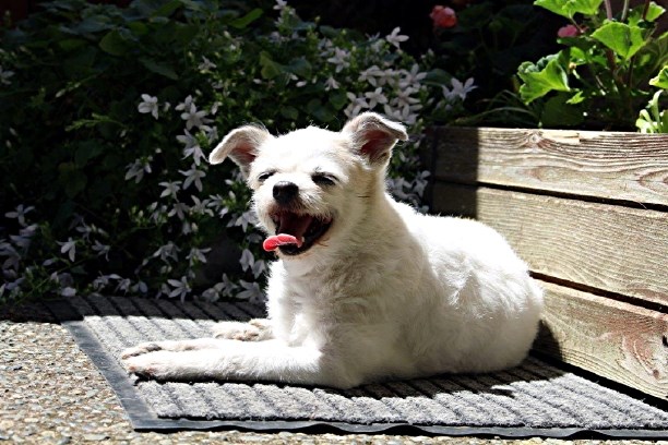 My thirteen year old Maggie. Her mother was a Chihuahua and her father was a Maltese Poodle. She is very popular a Broadmead Village where many people know and love her. — Gisele Bentley