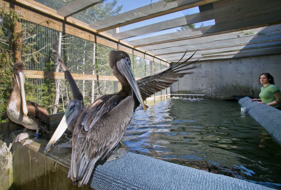 A3-04022013-pelicans.jpg
