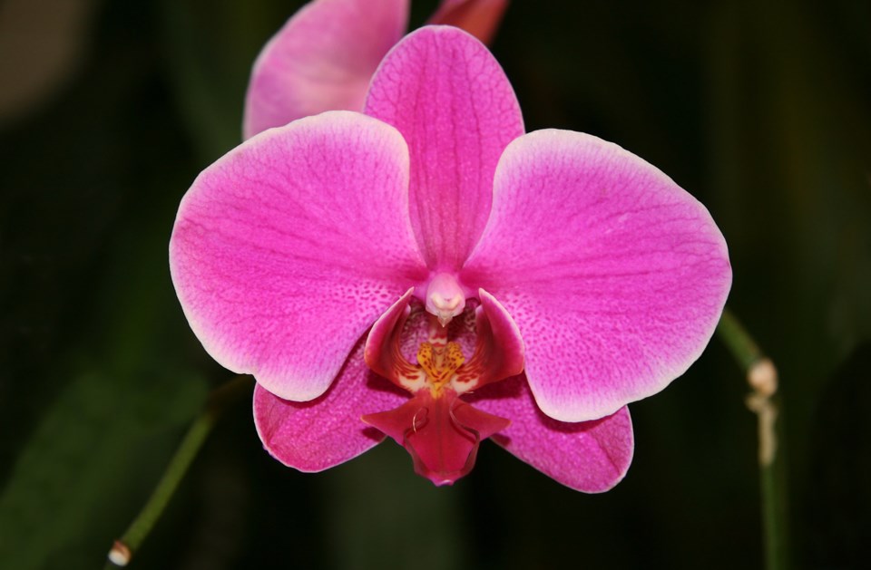 Phalenopsis orchids