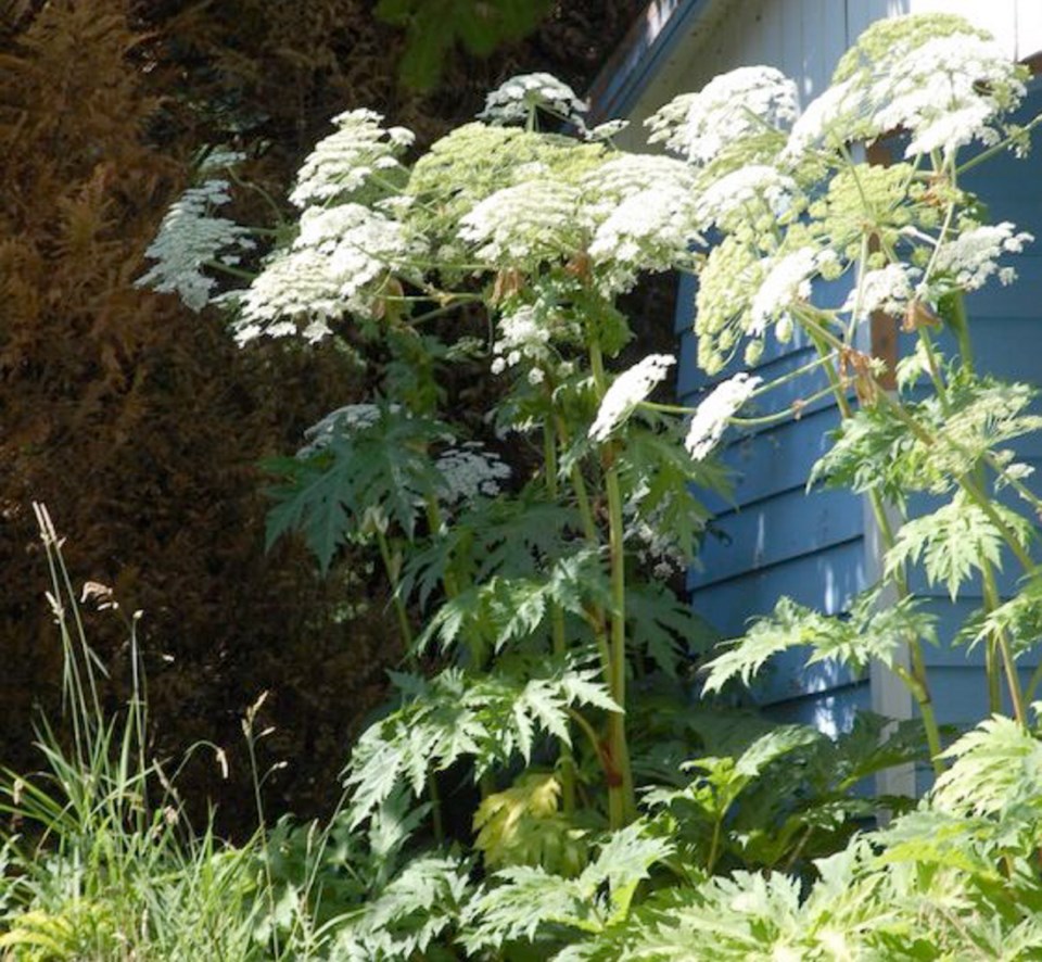 hogweed.jpg