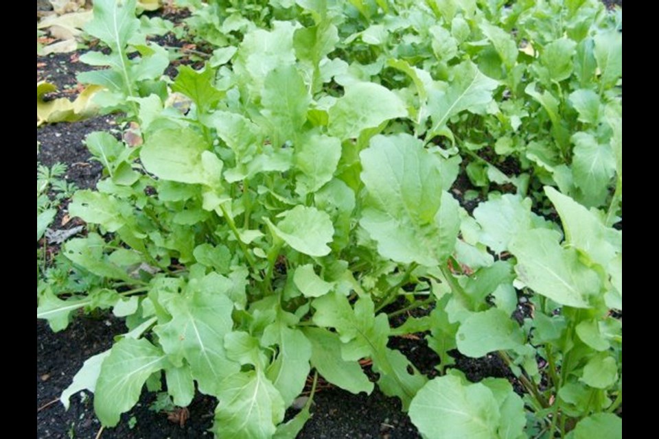Arugula produces the most tender, pleasantly pungent young leaves when grown in rich, moist soils during cool weather.