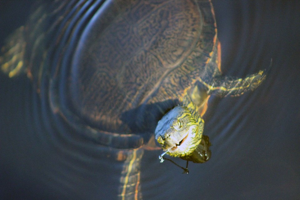 This endangered Western painted turtle was found with a fishing hook stuck through its cheek. The Wildlife Rescue Association is asking the public not to leave litter and fishing lines around local waterways, as both can be harmful to wildlife.