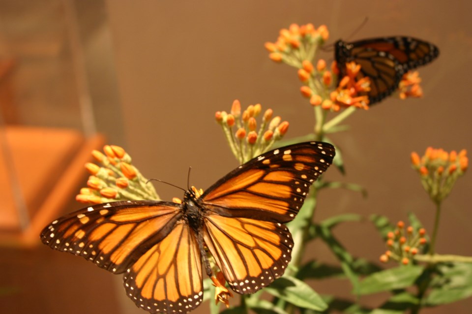 butterfly weed