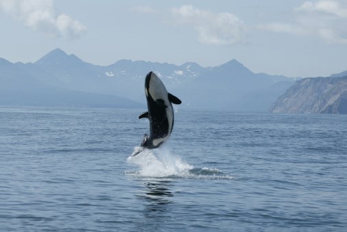 Orca calf