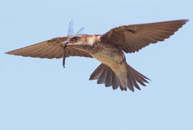 Enjoying summer’s birds