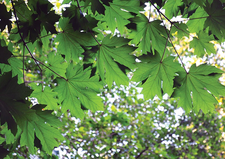 Cut wisely when it comes to trees
