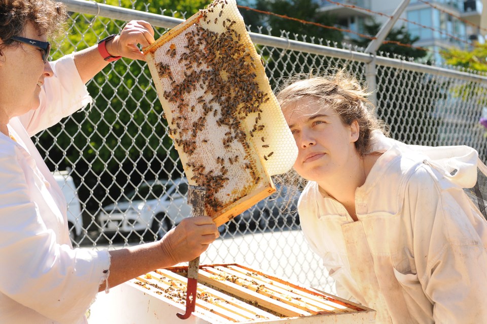 bee hives