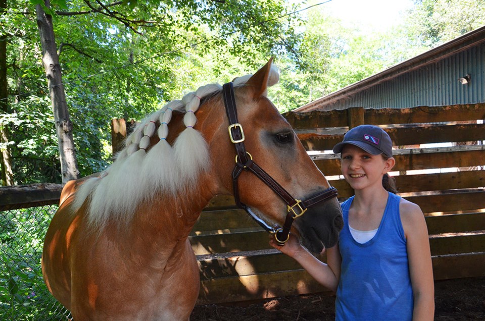 horse