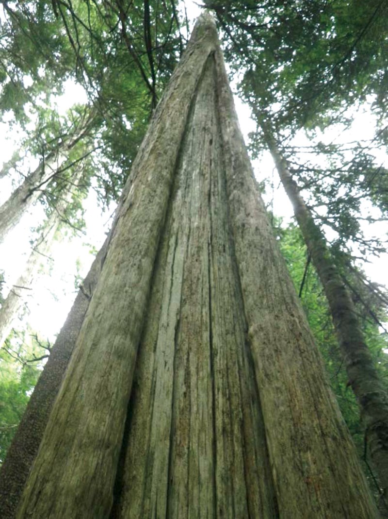 Archeologists don’t agree on modified trees claim BCTS Coast Reporter