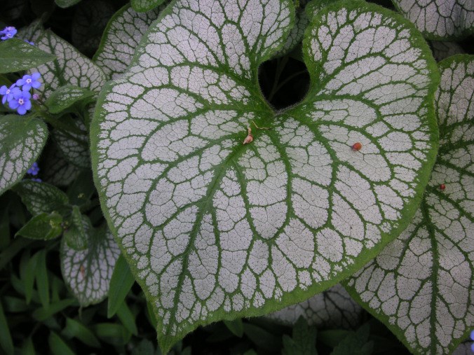 Brunnera macraphylia 'Jack Frost' is one of the top must have plants for the garden.