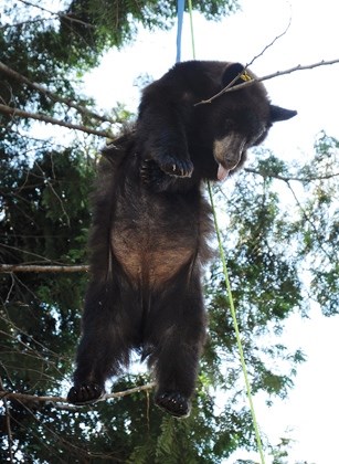 bear