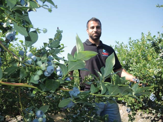 Canwest Farms' Humraj Kallu said the intense summer heat creates a race against time for him to get his blueberry crop out of the field and into the market