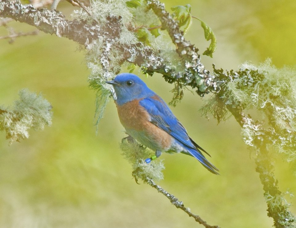 Male-Western-Bluebird.jpg