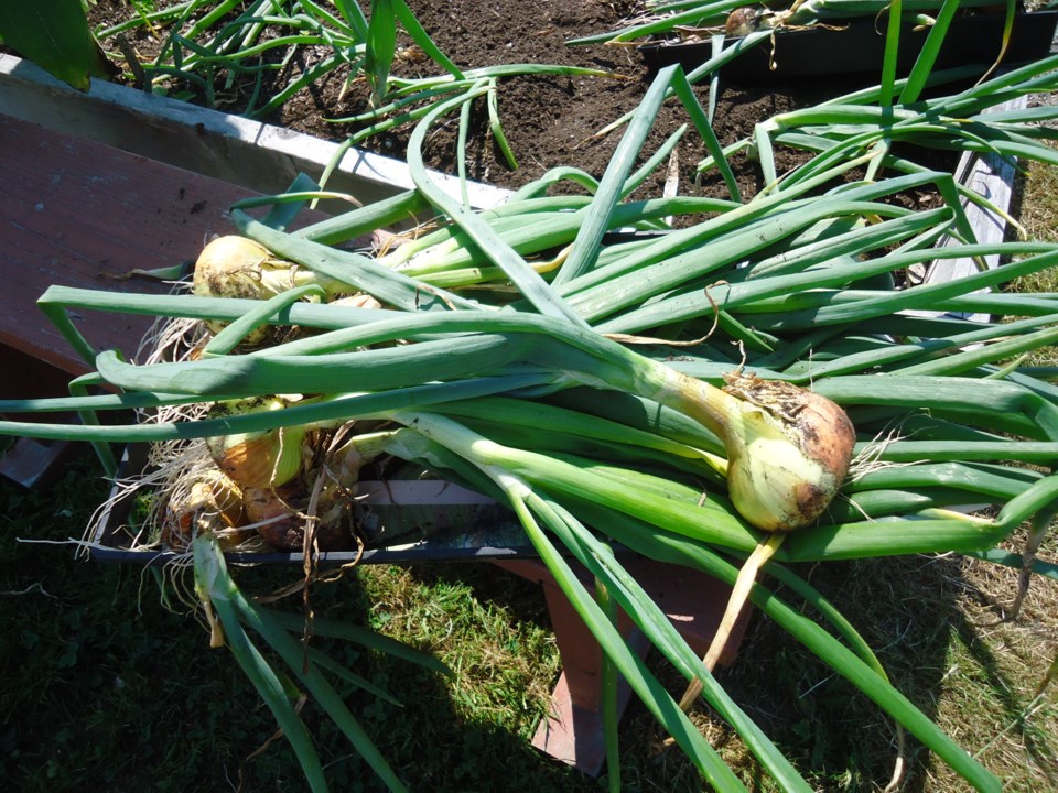 onion harvest