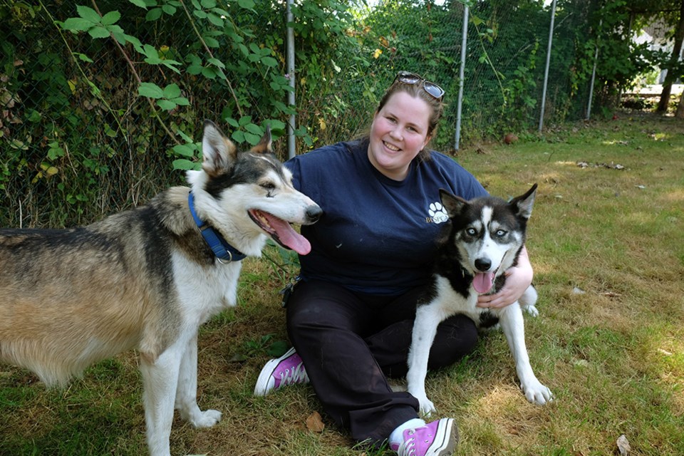 Mallory Hoyland, an animal-care attendant with the SPCA, with some of the sled dogs that need homes.