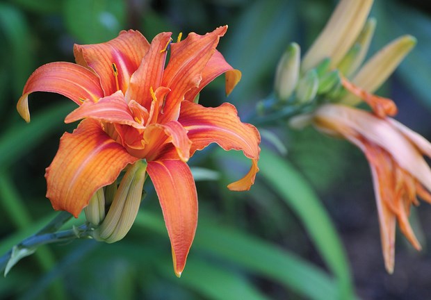 Orange you glad