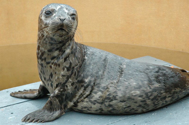 Seal pup