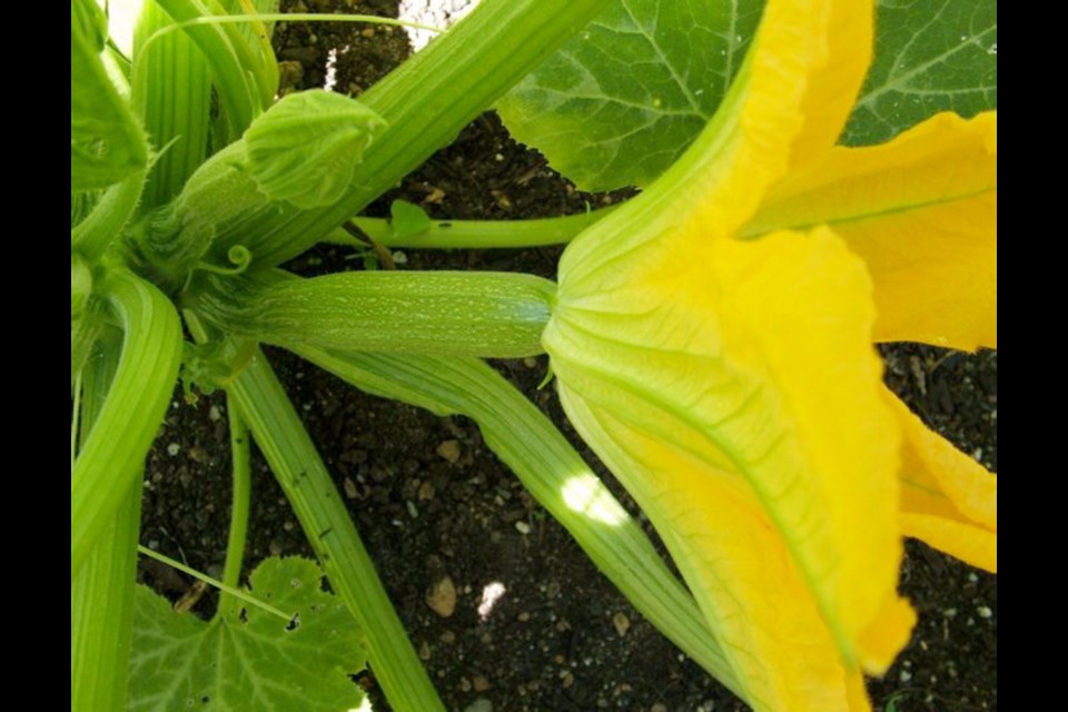 Female zucchini flowers have shorter stems with a bump or immature fruit behind and an ovary at the bloom centre.