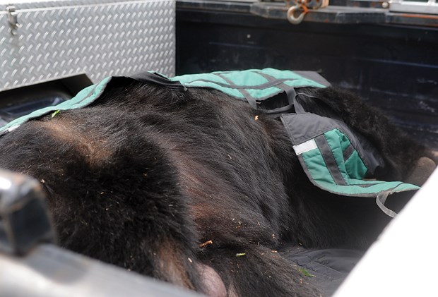 A tranquilized bear in the back of a conservation officer's truck.