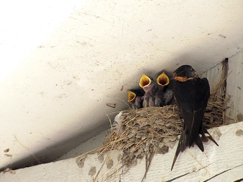 Swallows