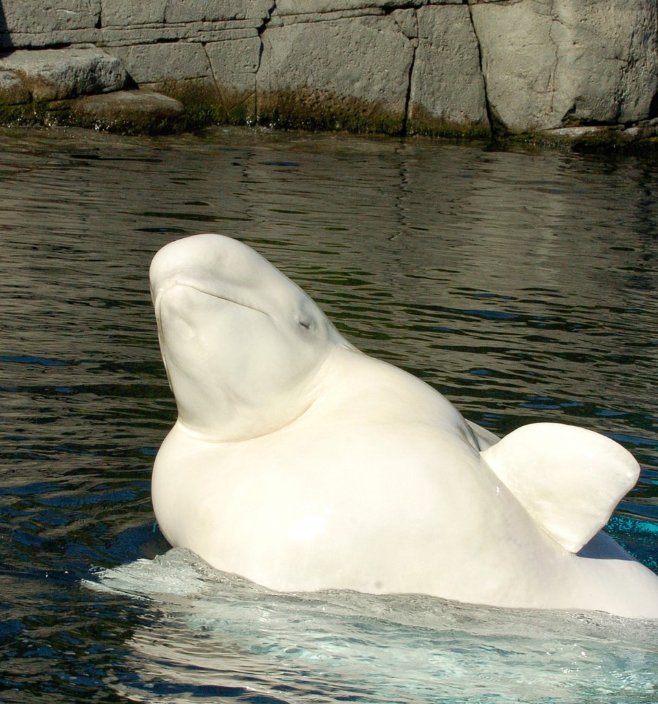 Vancouver Aquarium