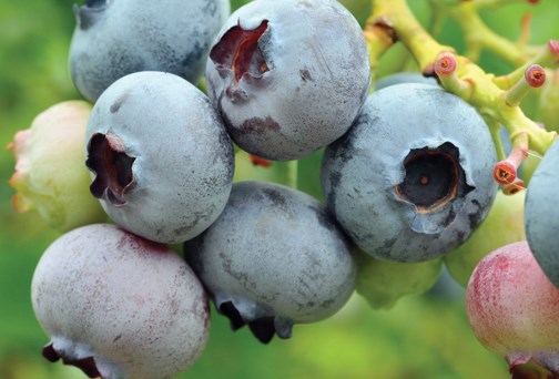 Blueberries