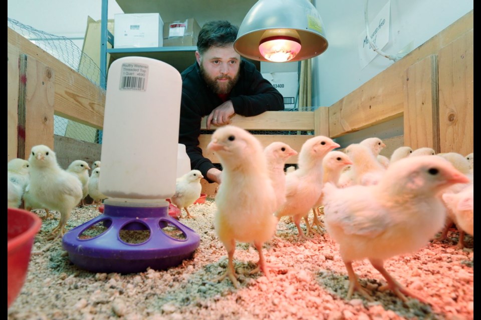 Buckerfield's Travis Young tends to some of the 100 new chicks at its store in Central Saanich.