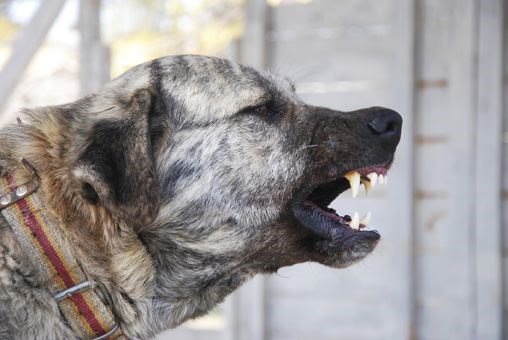 dog-safety.02.jpg