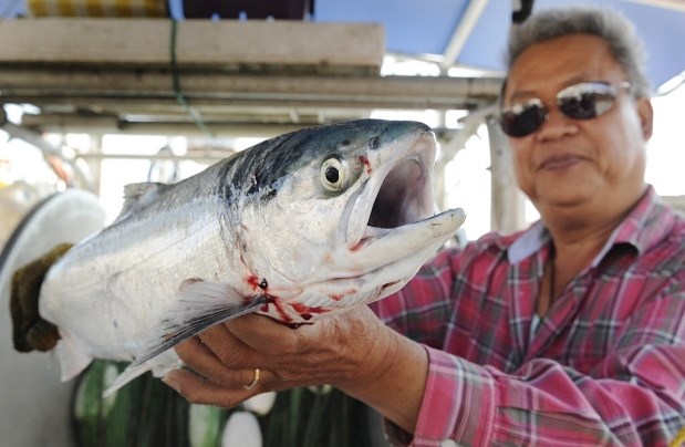 Sockeye salmon