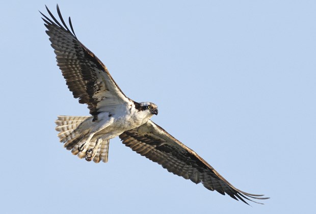 Ospreys impress at Maplewood