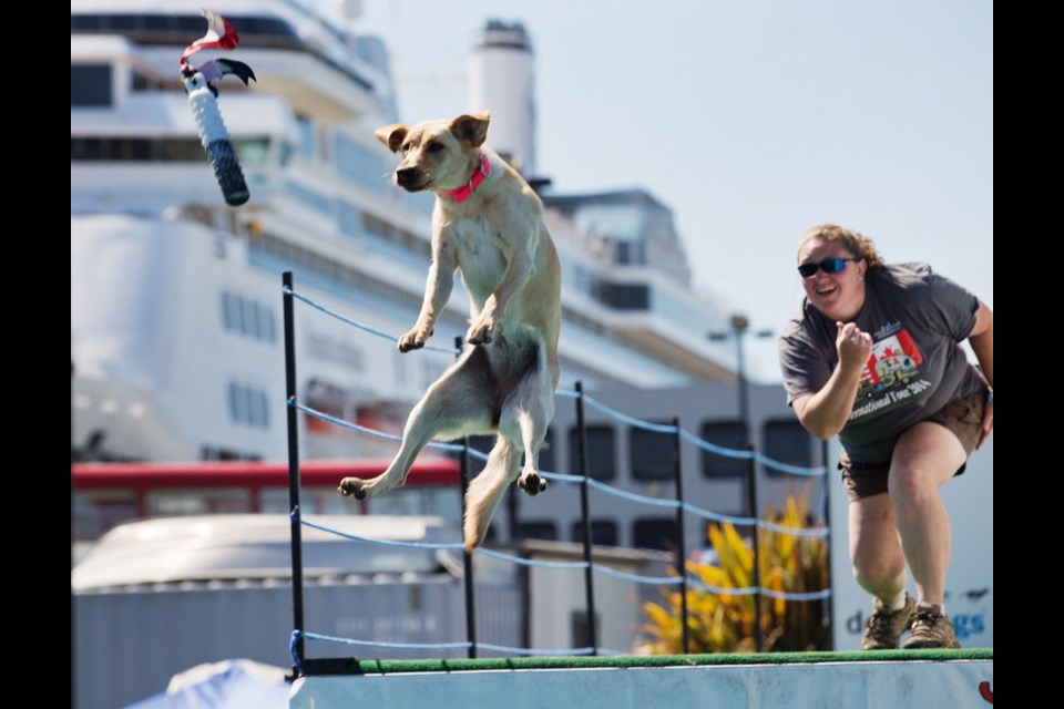 Kristi Baird and Bones, a 10 month-old yellow Labrador retriever, compete in Dock Dogs big air competition during Pet-a-Palooza in August 2014.