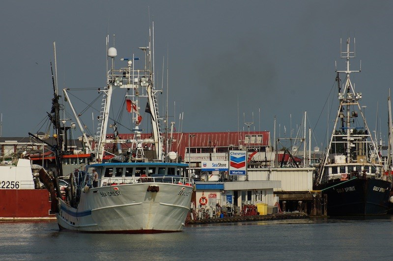 Photos: 2014 sockeye salmon in Steveston_1