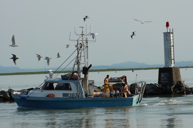 Photos: 2014 sockeye salmon in Steveston_6