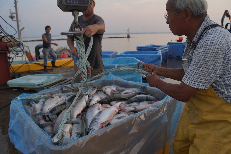 Photos: 2014 sockeye salmon in Steveston_9