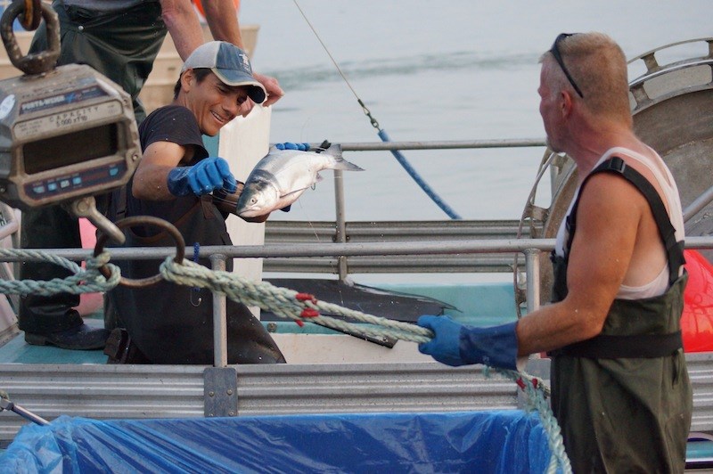 Photos: 2014 sockeye salmon in Steveston_21