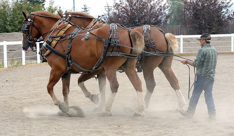 SPORTS-Horse-pulling-BCNE.1.jpg