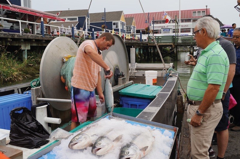 Photos: 2014 sockeye salmon in Steveston_0