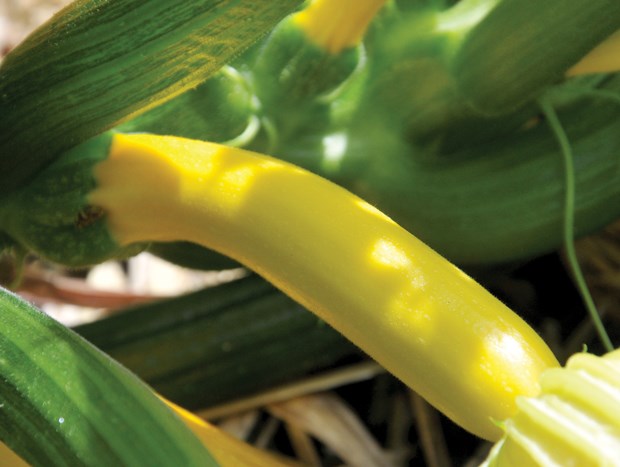 zucchini