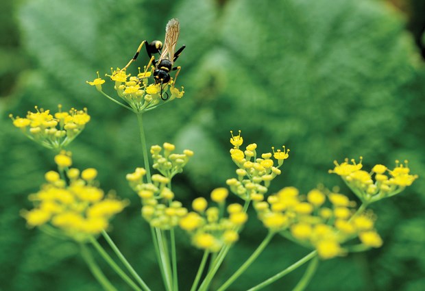 wasp