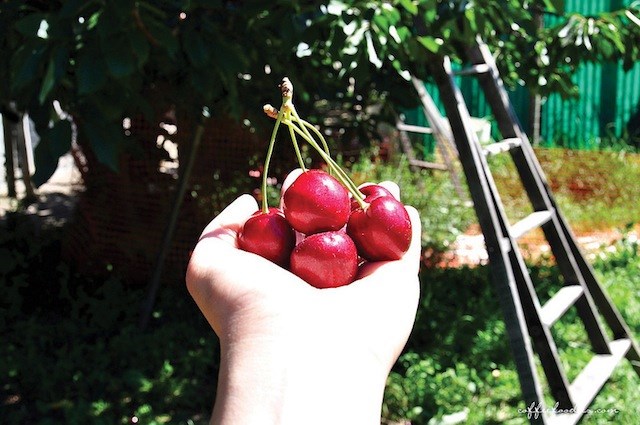 Richmond fruit picking